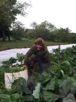 farmer gleaning